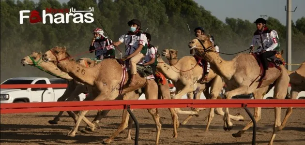 نتيجة ماراثون الهجن في الإمارات 