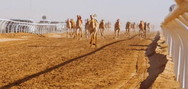 فعاليات الاتحاد السعودي للهجن لعام 2024